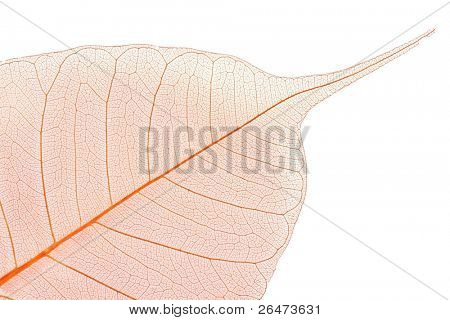 Foglia colorata di dettaglio su sfondo bianco