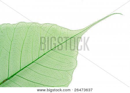 Farbige Blatt Detail auf weißem Hintergrund