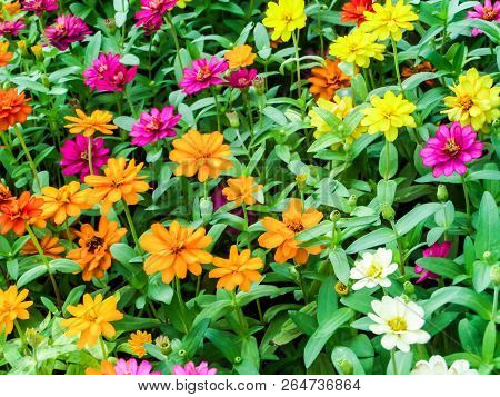 The Zinnia Flower Is One Of The Most Exuberant Flowers You Will Want To Grow In Your Garden. Among O
