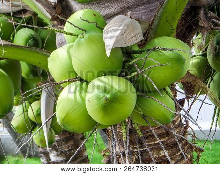 Coconut Palm Tree