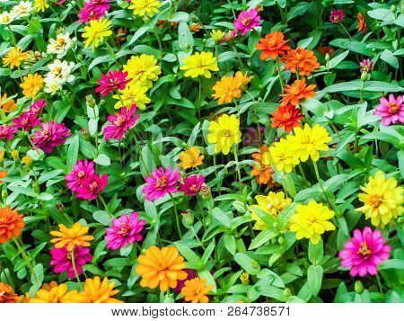 The Zinnia Flower Is One Of The Most Exuberant Flowers