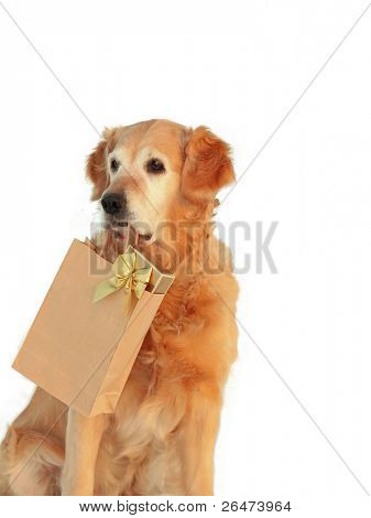 My dog -â Golden retriever â like dog, which bears presents on white background