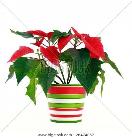 Czerwony Poinsettia - Boże Narodzenie kwiat - Poinsetia Pulcherrima