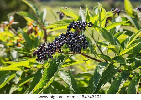 Ripe Berries Of Elderberry, Sambucus Ebulus, Danewort
