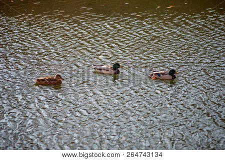 Ducks Swim In The Pond In The Autumn Park