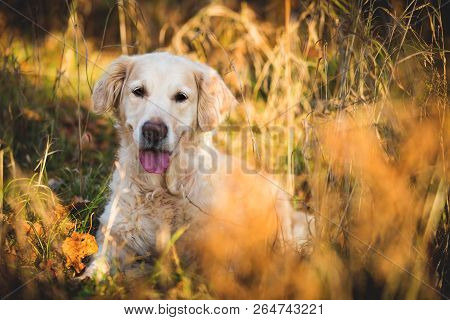 Portrait Of Young Adorable Dog Breed Golden Retriever Lying In The Bright Autumn Forest At Sunset Wi
