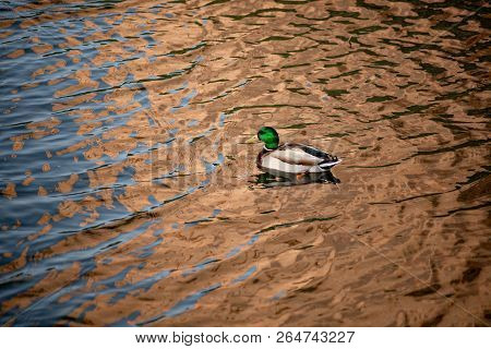 Ducks Swim In The Pond In The Autumn Park