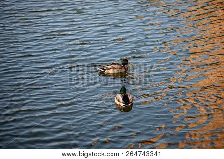 Ducks Swim In The Pond In The Autumn Park
