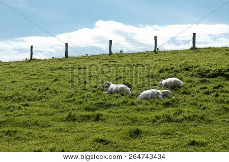 Resting Sheep On A Hill At Husum, Germany