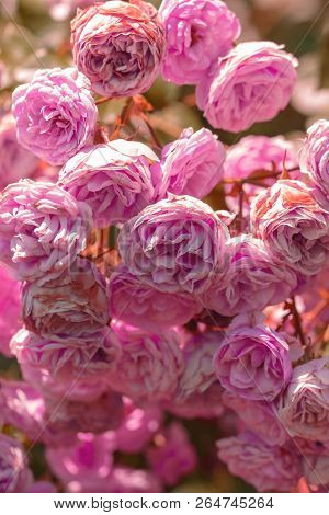 Blooming Bush Roses Image Photo Free Trial Stock Blooming Bush With Roses Rose Lots Of Pink In Bloom A
