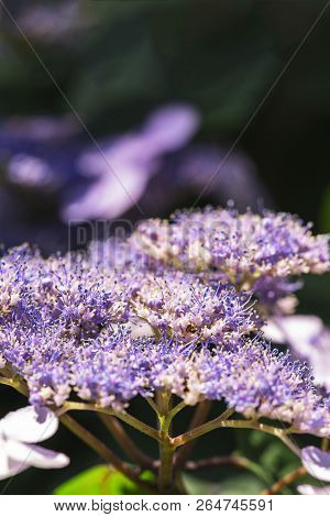 Hydrangea Serrata Flowers In The Garden. Macro Photo