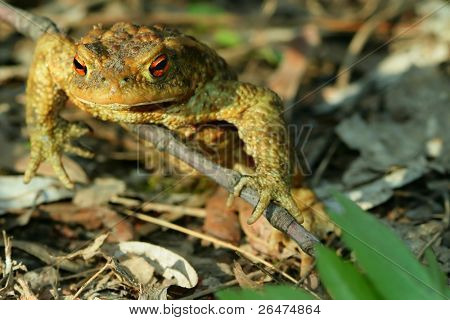  Frog â toad in the sun
