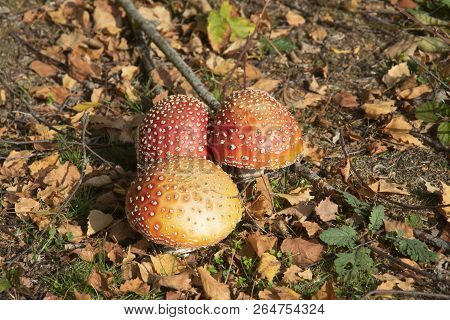 Amanita Are A Genus Of Fungi In The Family Amanitaceae. Here There Are Three Together