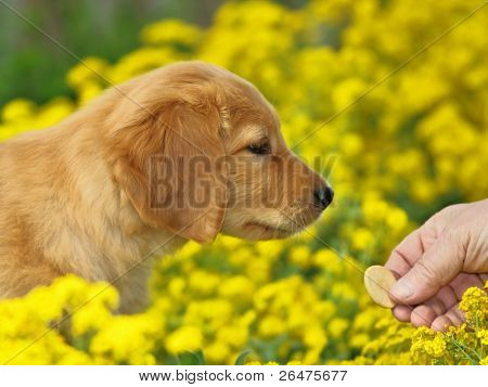 Piccolo cucciolo in fiore giallo