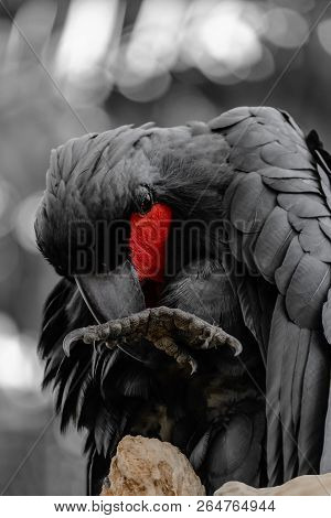 Black Palm Cockatoo With Red Cheek In Black And White Tropical Forest Background