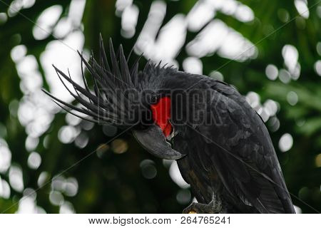 Black Palm Cockatoo With Red Cheek In Green And Blurred Tropical Forest Background