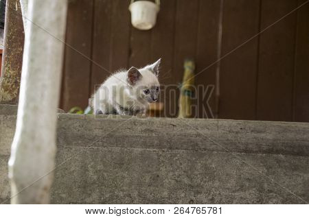 Siamese Shorthair Cat Is Walking On The Asphalt. Blue Eyed Little Domestic Kitten. Village Pet. Crea