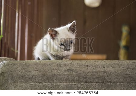 Siamese Shorthair Cat Is Walking On The Asphalt. Blue Eyed Little Domestic Kitten. Village Pet. Crea