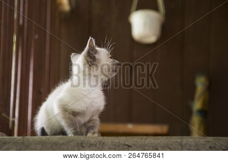 Siamese Shorthair Cat Is Walking On The Asphalt. Blue Eyed Little Domestic Kitten. Village Pet. Crea