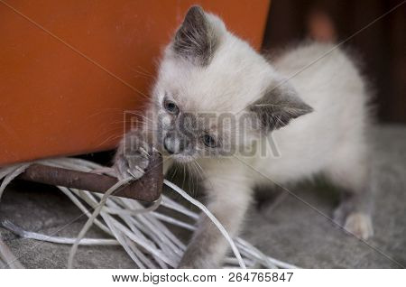 Siamese Shorthair Cat Is Walking On The Asphalt. Blue Eyed Little Domestic Kitten. Village Pet. Crea