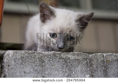Siamese Shorthair Cat Is Walking On The Asphalt. Blue Eyed Little Domestic Kitten. Village Pet. Crea