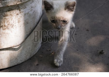 Siamese Shorthair Cat Is Walking On The Asphalt. Blue Eyed Little Domestic Kitten. Village Pet. Crea