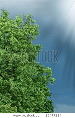 Grønt træ spotlighted solskin i baggrunden med squally cloud