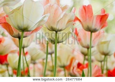Tulipes de couleur Close-up - mise au point sélective