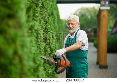 Older Handsome Gardener Trimming White Cedar Using Patrol Hedge Trimmer In Garden. Cheerful Gray Hai