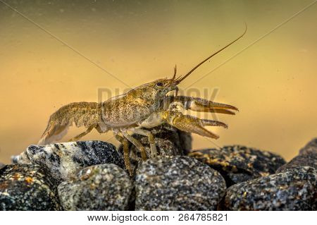 European Crayfish (astacus Astacus) Walking In River On Rocky Riverbed