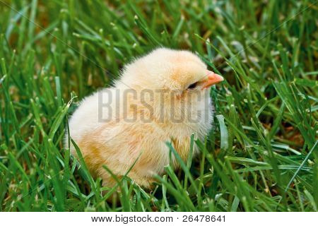 풀밭에서 달콤한 부활절 병아리