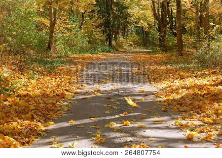 Forest Road In Autumn Leaves, Autumn Landscape, Forest Trail, Rominten Forest