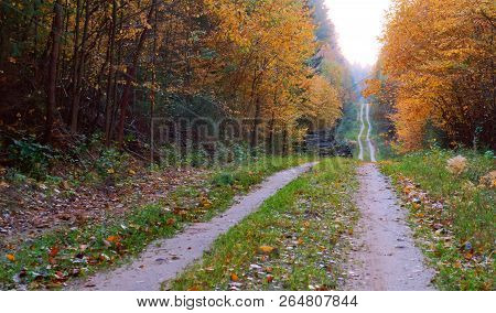 Forest Road In Autumn Leaves, Autumn Landscape, Forest Trail, Rominten Forest