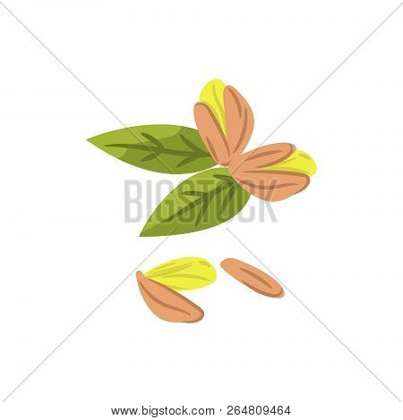 Pistachio Nuts Vector Cartoon Illustration Isolated On White.