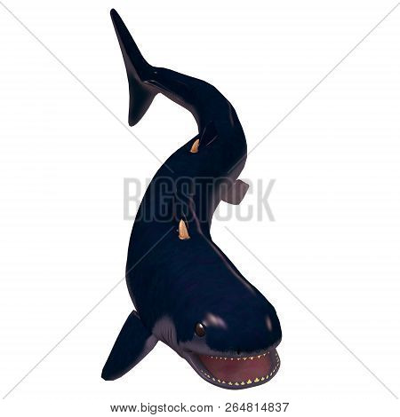 Devonian Cladoselache Shark On White 3d Illustration - The Cladoselache Was A Carnivorous Early Shar
