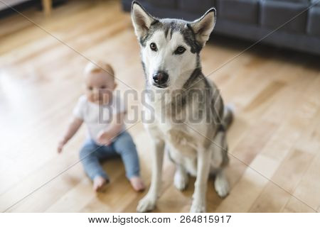 Baby Girl Sitting With Husky On The Floor