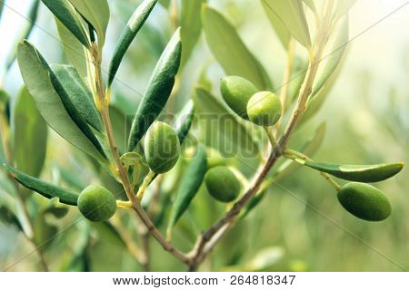 Olive Branch With Leaves And Green Olives. Olive Tree Close Up In Greece, Corfu. Mediterranean Plant