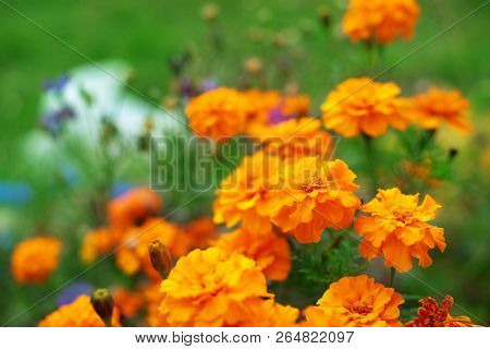 Autumn Orange Flowers On The Ground Tagetis Bloom In A Row Years Natural Plant Selective Focus Blurr