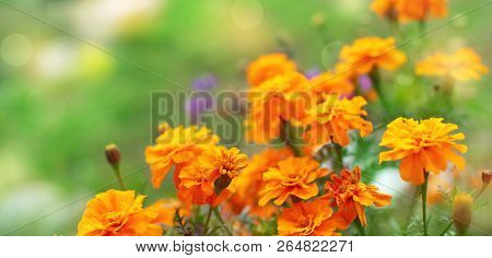 Banner Autumn Orange Flowers On The Ground Tagetis Bloom In A Row Years Natural Plant Selective Focu