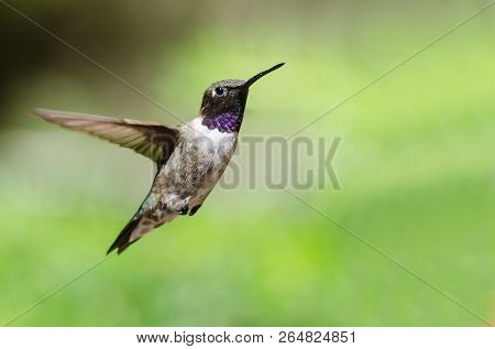 Black-chinned Hummingbird With Throat Aglow While Hovering In Flight