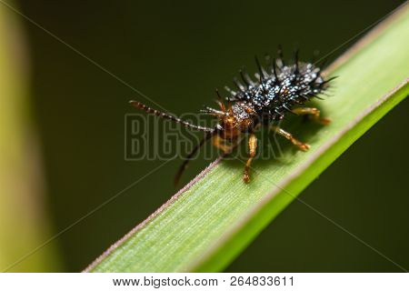 Macro Photography Of Shield Bug On Green Leaves In Nature.