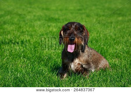 The Dog Breed Wire Haired Dachshund Sit On Green Grass