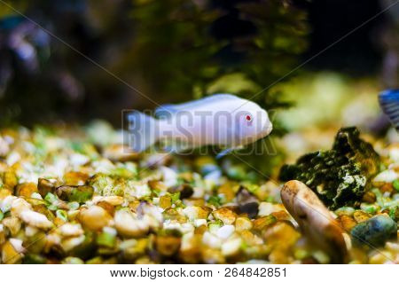 Cichlids Are One Of The Largest Families Of Fishes With More Than 2000 Types Of Cichlids, And New Sp