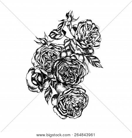 Beautiful Graphic Bouquet With Flowers Rose  Illustration