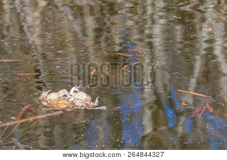 The Pairing Of Common Toads, Bugo-bufo Orgy In The Water.