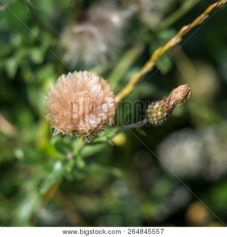 Thistle Seeds Ready To Go In Autumn