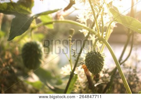 Ecballium Elaterium (squirting Cucumber Or Exploding Cucumber) With Fruits And Flowers.