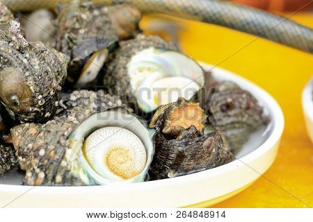 Shell From The Sea In Busan, South Korea