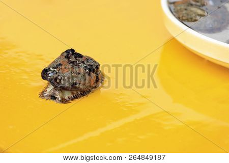 Shell From The Sea In Busan, South Korea