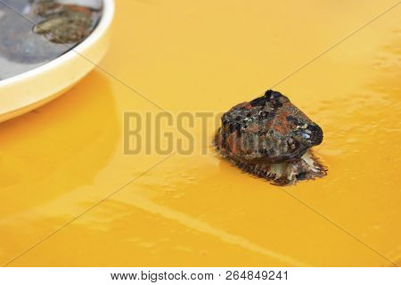 Shell From The Sea In Busan, South Korea